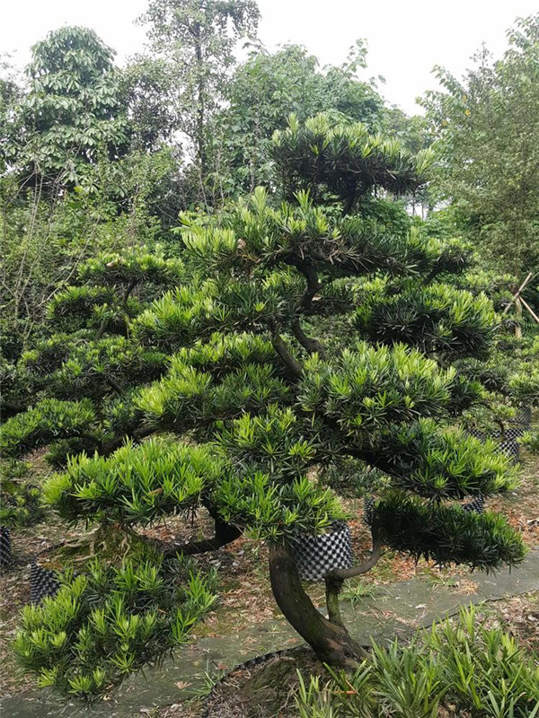 深根喬木和淺根喬木的區別是什么？