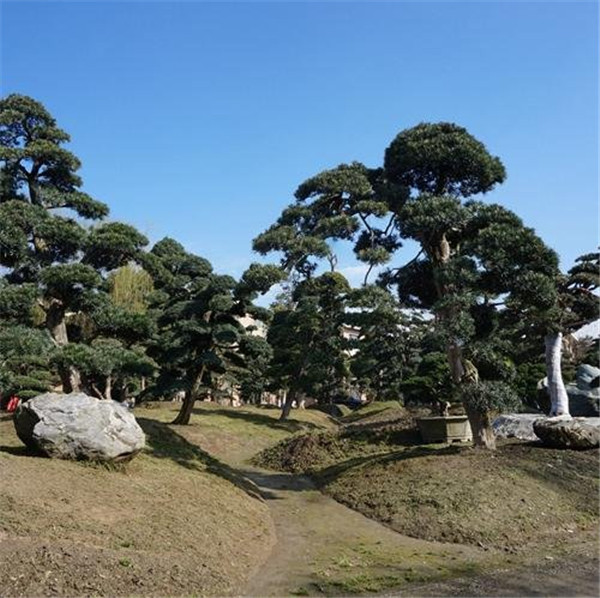 10-12公分羅漢松價格是什么樣的？