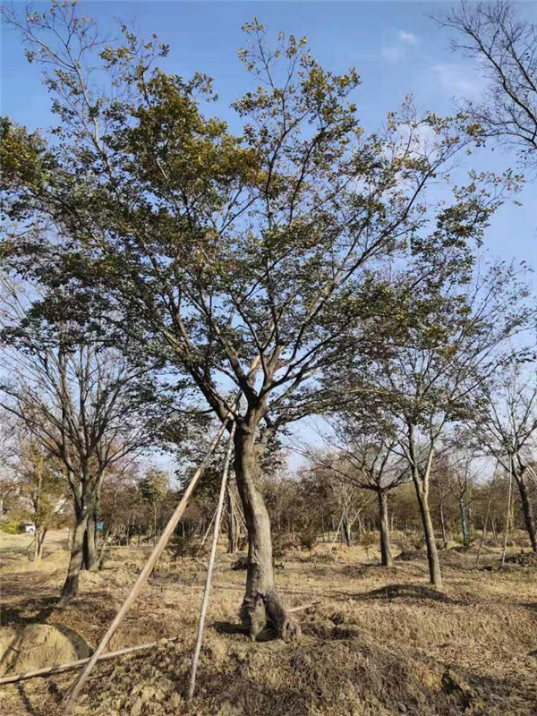 樸樹(shù)基地實(shí)拍圖片